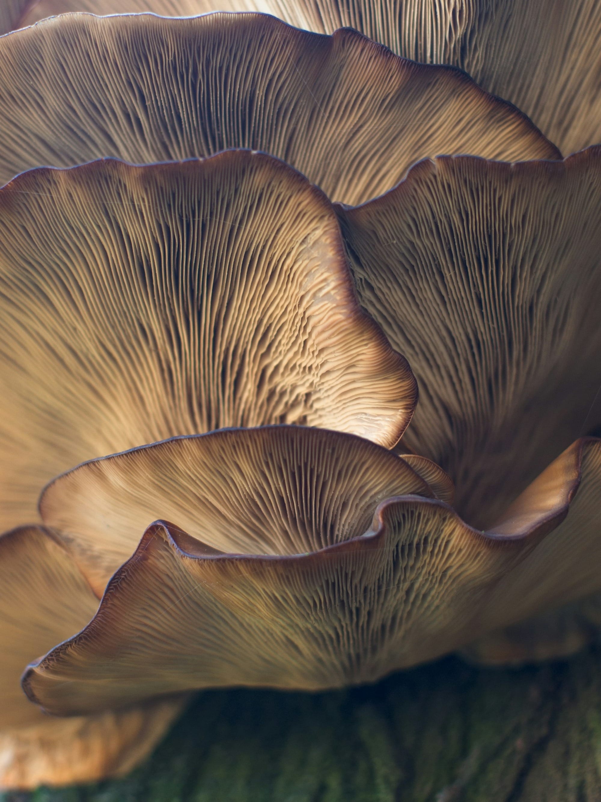 The Listening Station