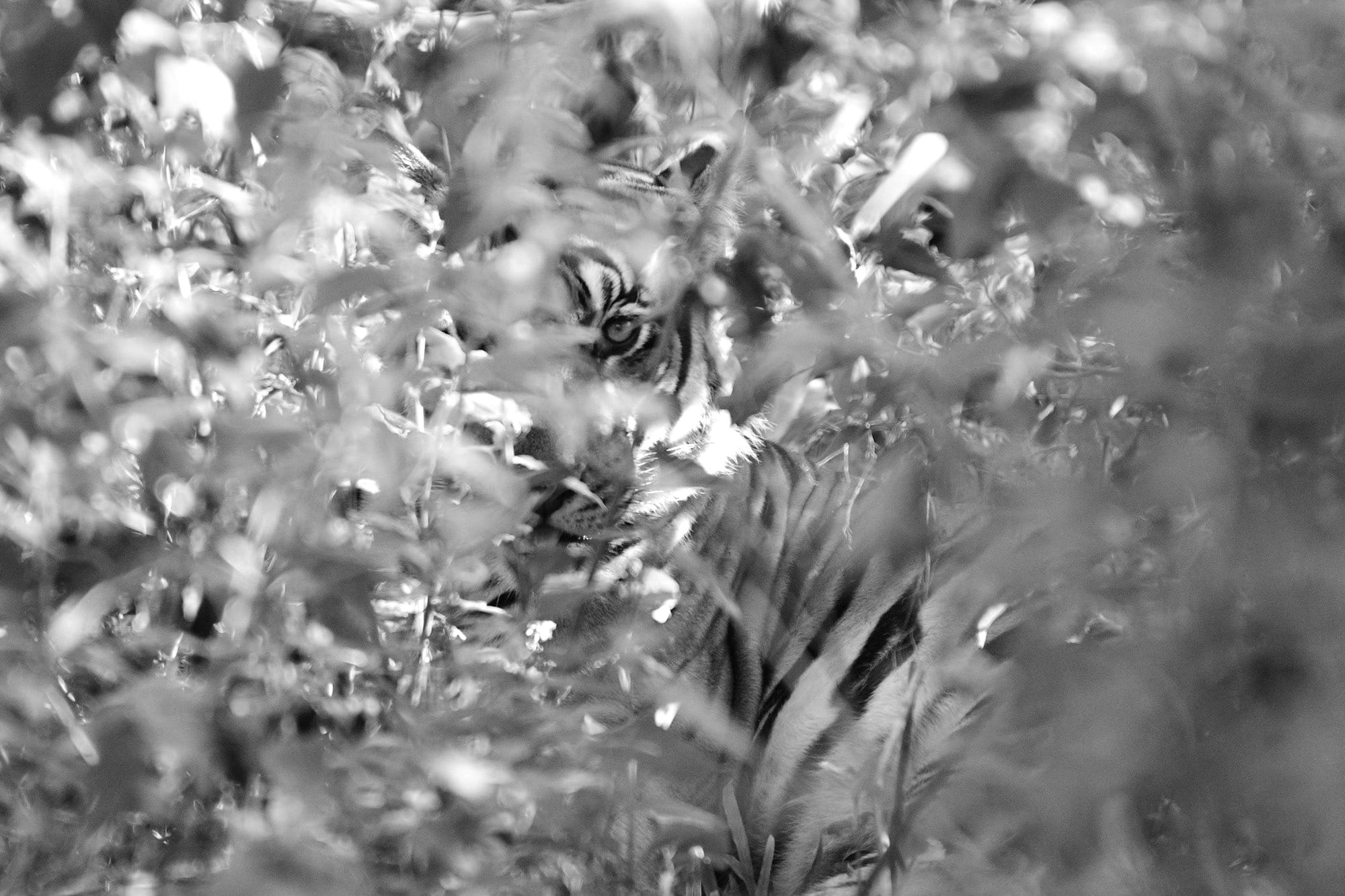 The Listening Station